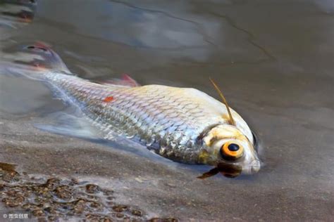 死掉的魚